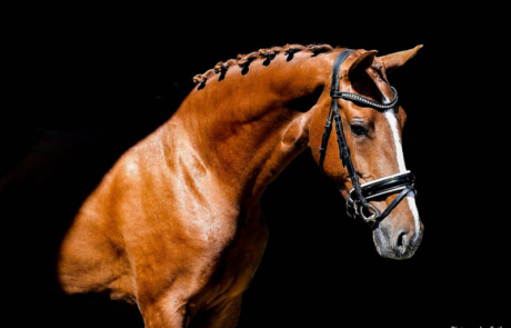 Dressuur paard